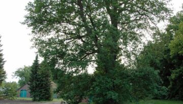 baumbestand-kreyenbrueck