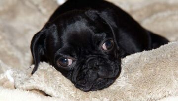 mops