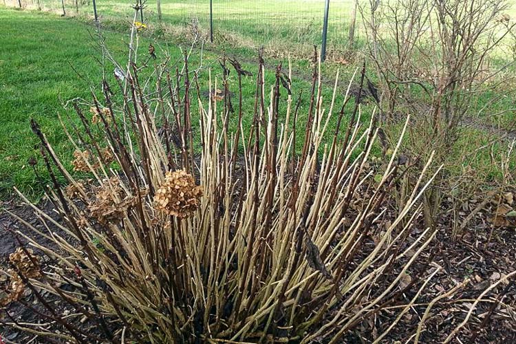 Die Gartenbesitzer sind sauer: Sie müssen in diesem Jahr auf den Anblick der schönen Hortensien-Blüten verzichten.