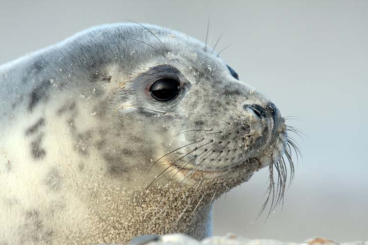 Auch dieser Seehund lebt im Wattenmeer.