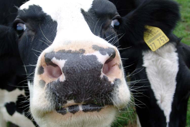 Die Milch von Weidekühen soll besonders gekennzeichnet werden.