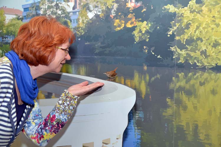 Zaunkönig, Amsel oder Tagpfauenauge, welches Tier ist der persönliche Favorit? Darum geht es Sonntag im Museum für Natur und Mensch.