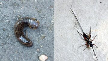 alien-insekten