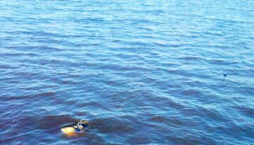 seehund-in-apen
