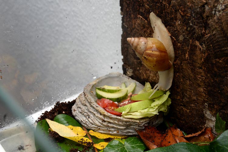 Achat-Schnecken lieben frisches Obst und Gemüse.