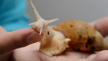 afrikanische-riesenschnecke