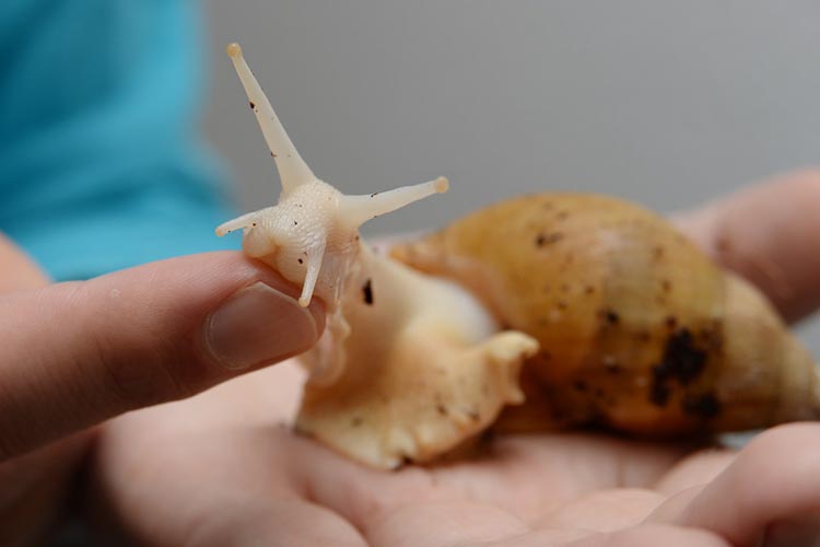 Afrikanische Riesenschnecken werden handzahm.