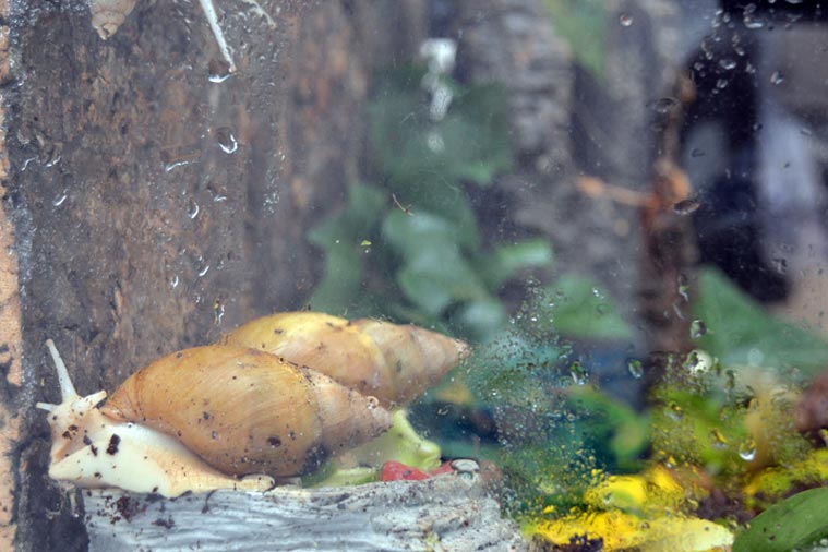 Die Riesenschnecken mögen im Terrarium eine Luftfeuchtigkeit von 70 Prozent.