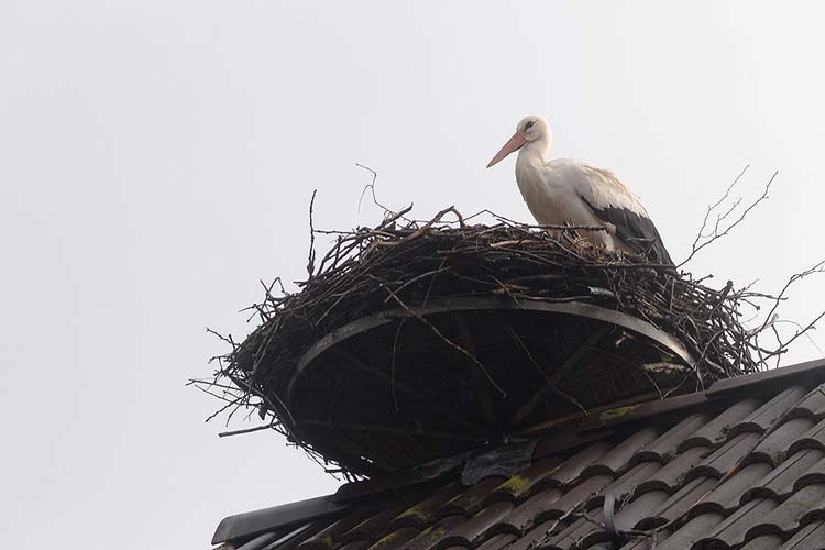 Das Storchennest in Bornhorst ist das einzige, das im Stadtgebiet Oldenburg von den Zugvögeln angenommen wurde.