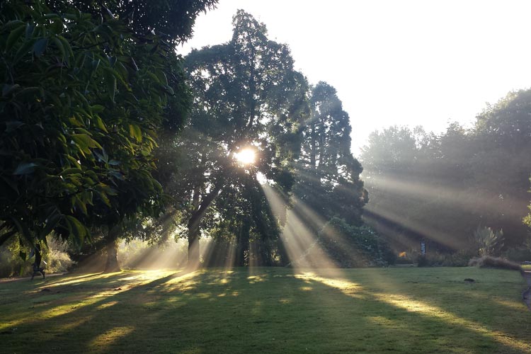 Sonnenaufgang im Botanischen Garten in Oldenburg.