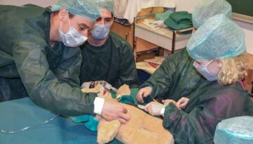 teddybaerkrankenhaus-operation