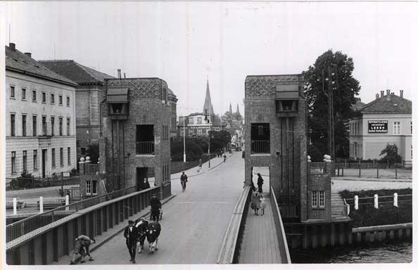 Auch Kühe wurden über die Cäcilienbrücke geführt. Ein Bild, das uns heute schon sehr verwundern würde.