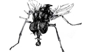oldenburger-fliege