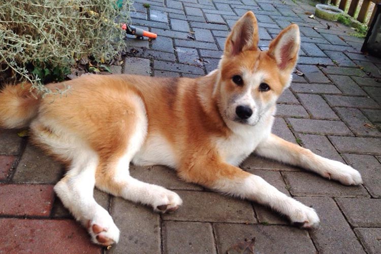 Die Akita Inu-Hündin Chloé ist in Oldenburg-Bürgerfelde entlaufen.