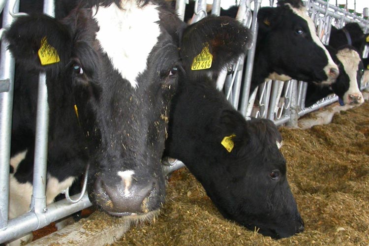 Vor zehn Jahren hat die Fusion der beiden Landwirtschaftskammern Hannover und Weser-Ems stattgefunden.