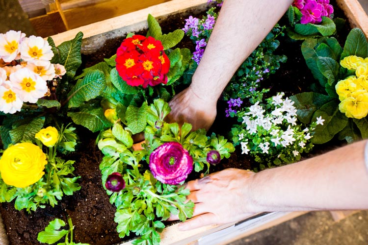 Die Oldenburger Gartentage präsentieren alles zum Thema Garten. Hobbygärtner können sich unter anderem über Pflanzenwelten informieren.