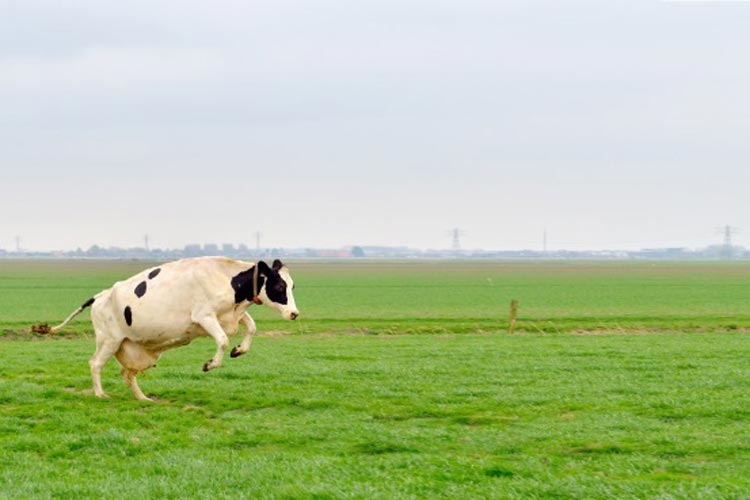 Mit Freundensprüngen zeigen die Milchkühe ihre Begeisterung: endlich wieder Gras unter den Füßen.