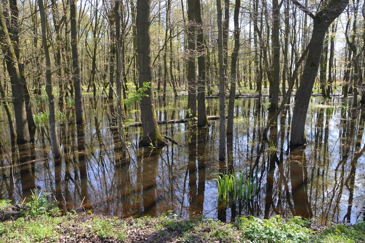 Der Dümmer See wird von Wiesen und Niedermooren umgeben, die ein Paradies für Vögel bieten.