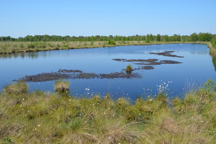 Auf dem Gebiet der Molberger Dose erfahren die Besucher Natur pur und erleben das Hochmoor. Experimente entlang des Moorleerpfades laden zum Mitmachen ein.