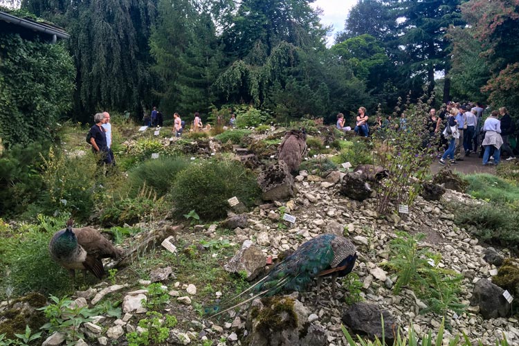 Die Pfauen des Botanischen Gartens ließen sich durch die Besucher nicht stören. Foto: Anja Michaeli Die Pfauen des Botanischen Gartens ließen sich durch die Besucher nicht stören.