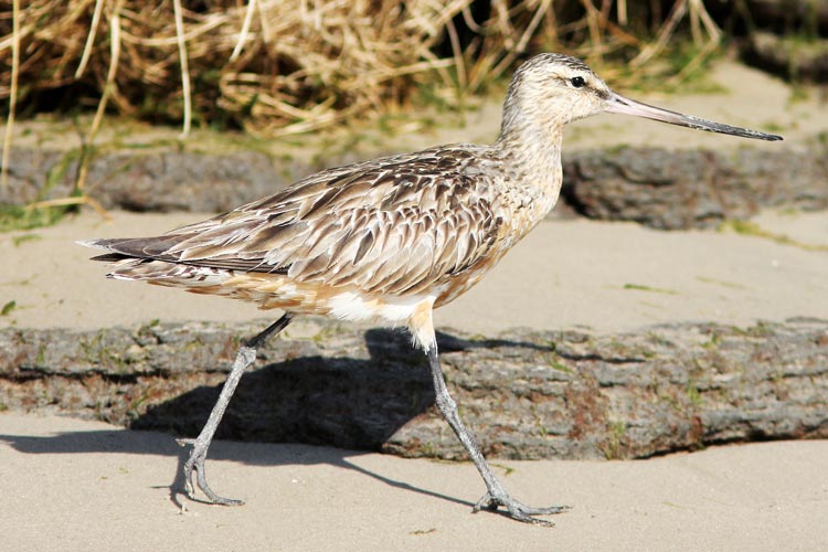 Pfuhlschnepfen sind die Wappenvögel der Zugvogeltage im Nationalpark Niedersächsisches Wattenmeer.