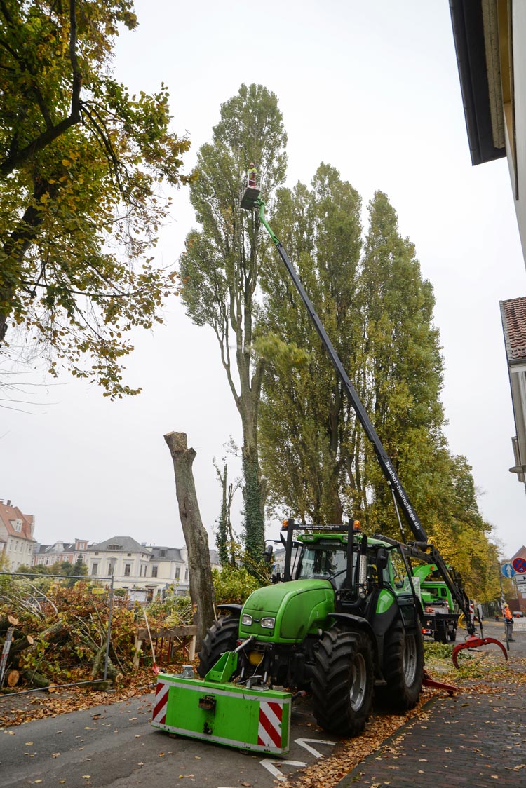 In dieser Woche wurden Bäume aus Sicherheitsgründen gefällt. Für sie sind Ersatzpflanzungen geplant.