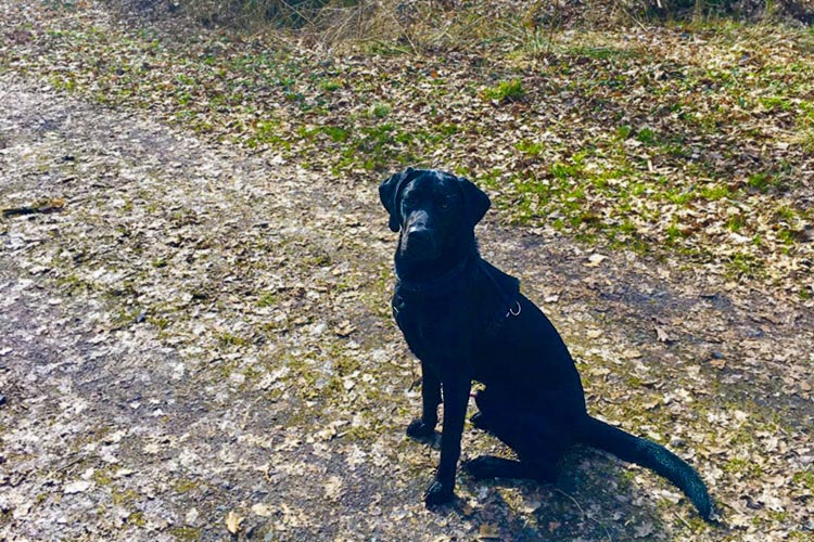 Am 1. April beginnt die Brut- und Setzzeit. Für Hunde wie Balu, die sich austoben wollen, wurden sieben Freilaufflächen in Oldenburg ausgewiesen. Foto: Florian Steiner Am Samstag, 1. April, beginnt die Anleinpflicht für Hunde. Sieben Freilaufflächen stehen in Oldenburg zur Verfügung.