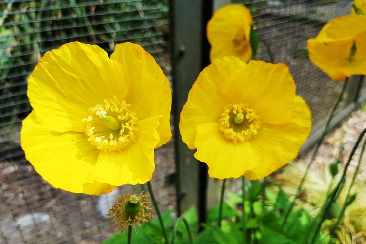 Farbenfroh und blumig wird es am Schautag im Botanischen Garten. Foto: Merle Michaeli Angelehnt an das 50-jährige Bestehen der Oldenburger Fußgängerzone lädt der Botanische Garten unter dem Motto Flower Power ein.