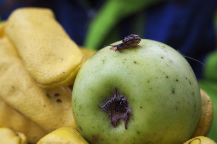 Auch kleine Schnecken mögen die Äpfel.