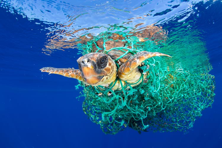 Meeresschildkröten gehören laut Liste der International Union for Conservation of Nature (IUCN) zu den bedrohten Arten. Im Atlantik vor Teneriffa hat sich eine davon in einem treibenden Fischereinetz verheddert. Herrenlose Fischernetze, sogenannte Geisternetze, schwimmen überall in den Meeren. In ihnen verfangen sich Fisch und andere Meerestiere und verenden jämmerlich.