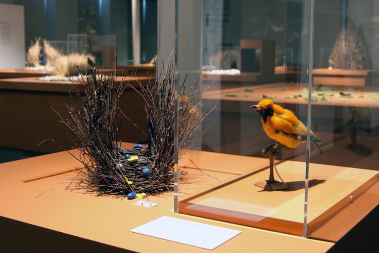 Bei der Sonderausstellung Laubenvögel – ein Leben auf der Bühne geht es im Oldenburger Landesmuseum Natur und Mensch kreativ zu.