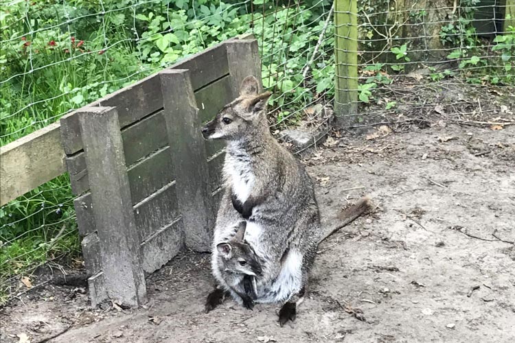 In Westerstede wurden drei ausgewachsene Kängurus gestohlen.
