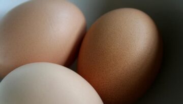 eier