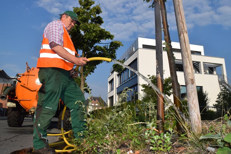 Die anhaltende Hitzeperiode und Trockenheit bereitet den Bäumen im Stadtgebiet zunehmend Probleme.