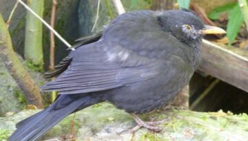 amsel-usutu-virus