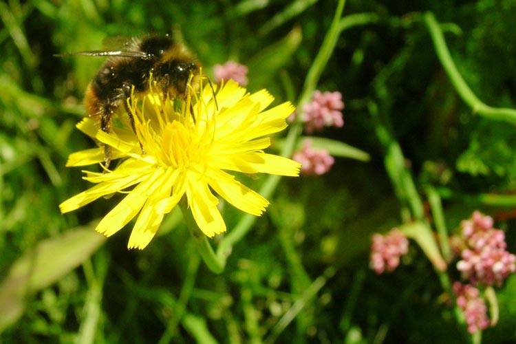 Mehr als 400 Anregungen für Wildblumenwiesen- und Blühstreifen-Flächen sind beim Fachdienst Stadtgrün der Stadt Oldenburg eingegangen.