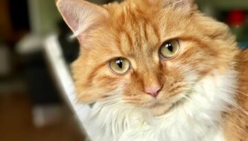 katze