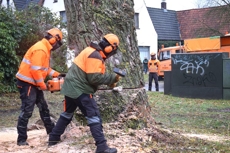 Im Fahlenhorst wurden zwei Silberweiden gefällt. An deren Stelle werden im kommenden Jahr neue Bäume gepflanzt.