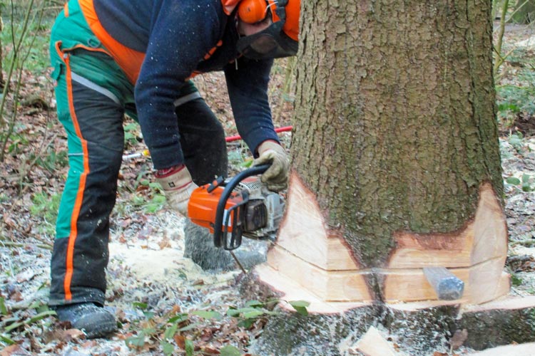 Städtische Mitarbeiter fällen befallene Fichten im Bürgerbusch in Oldenburg.