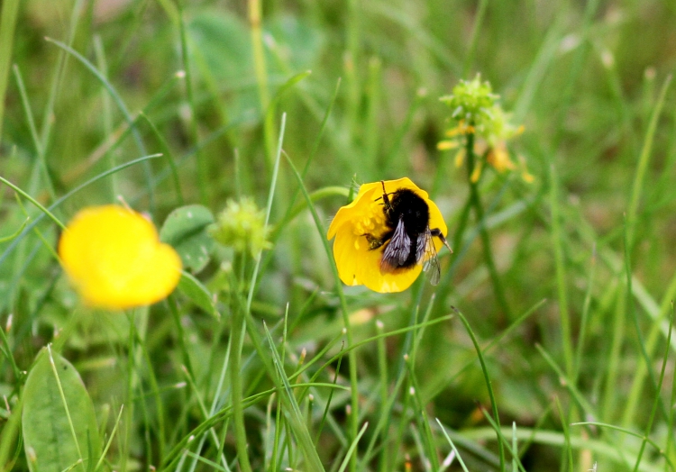 Hummel bestäubt Blüte, über dts Nachrichtenagentur