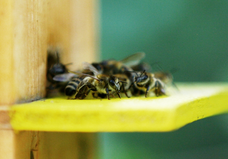 Bienen, über dts Nachrichtenagentur