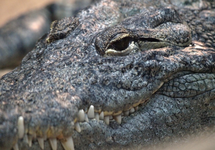 Krokodil, über dts Nachrichtenagentur