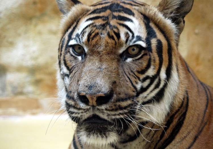 Malaysia-Tiger, über dts Nachrichtenagentur