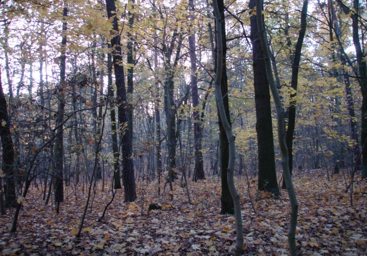 Wald, über dts Nachrichtenagentur