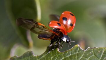 marienkaefer
