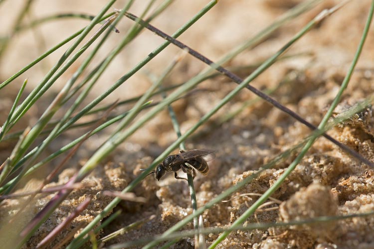 Auf dem Theodor-Tantzen-Platz dient eine Sandfläche als Nistplatz für Insekten.