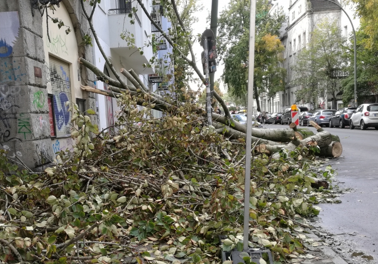 Schäden nach Sturm, über dts Nachrichtenagentur