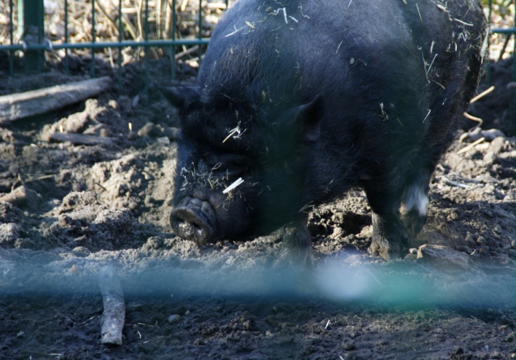 Angler Sattelschwein, über dts Nachrichtenagentur