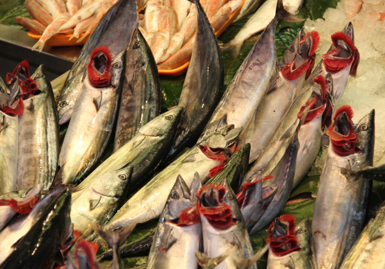 Fische, über dts Nachrichtenagentur