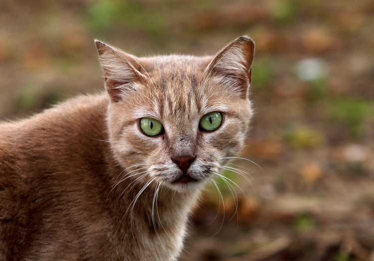 Katze, über dts Nachrichtenagentur